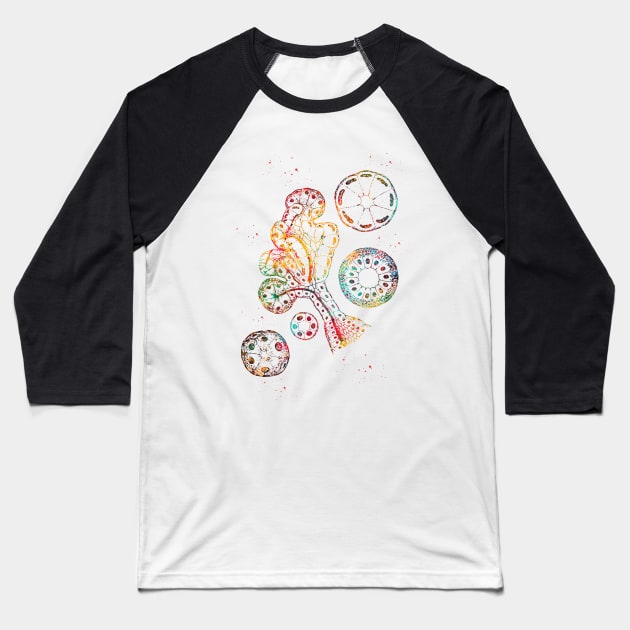 Endocrine gland Baseball T-Shirt by erzebeth